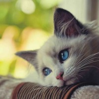 Avatar Đỗ Hải Yến